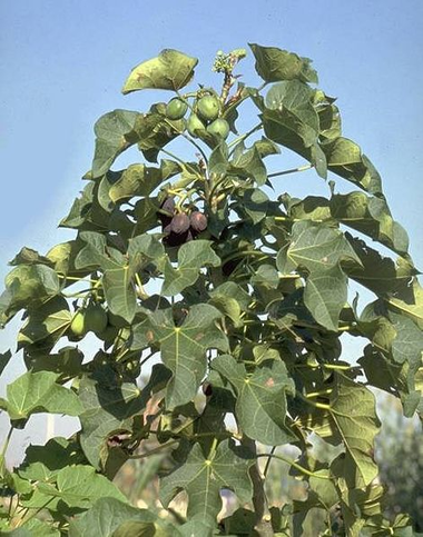 Dalla farina di semi di Jatropha un’alternativa alla soia?