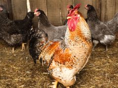 Aviaria, al via la campagna #NoBirdFlu avicoli_pollo