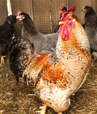 avicoli_pollo