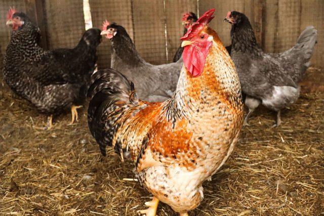 avicoli_pollo