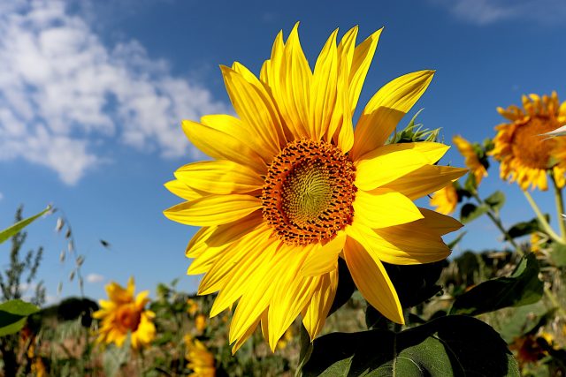 Feoil_oli_girasole_pixabay