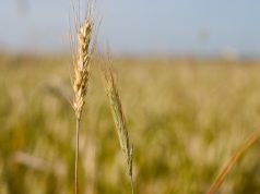 Nasce l’Osservatorio globale FAO per la biodiversità del suolo indice dei prezzi pixabay