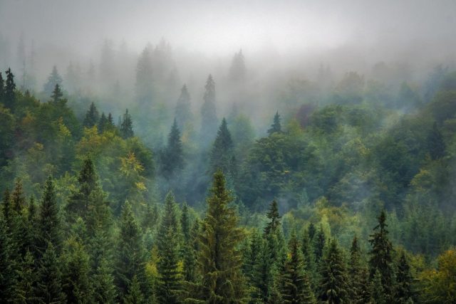 foreste