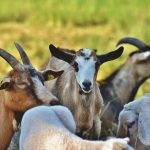 capre_ peste_pixabay