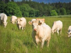 Nuovo Livestock Workstream europeo, per un settore zootecnico e alimentare sostenibile