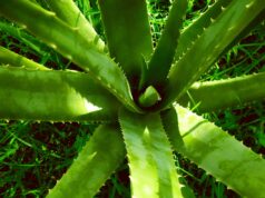 I nutraceutici contribuiscono a superare le criticità del periparto? L’esempio dell’Aloe arborescens